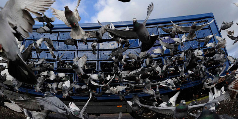 Отпугивание птичьих стай в Клинцах от ДЕЗ-Комфорт - фото