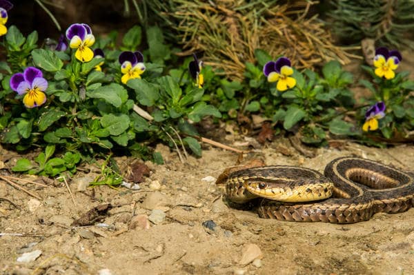 Выведение и отпугивание змей в Клинцах от ДЕЗ-Комфорт - фото